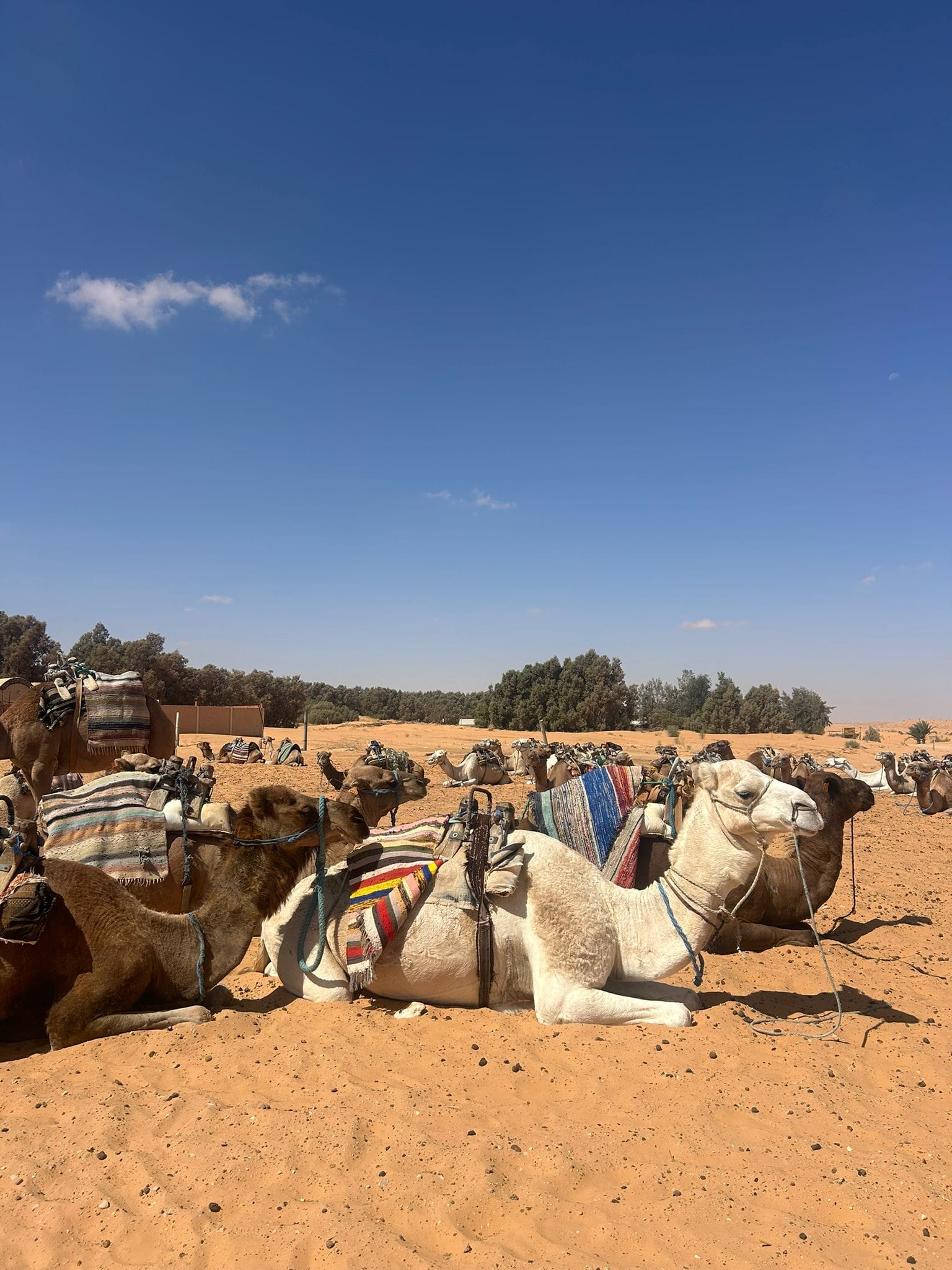 A day Excursion to Ksar Ghilane