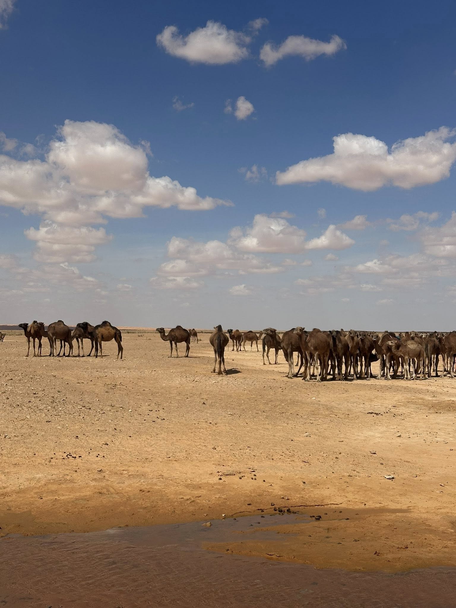 A day Excursion to Ksar Ghilane
